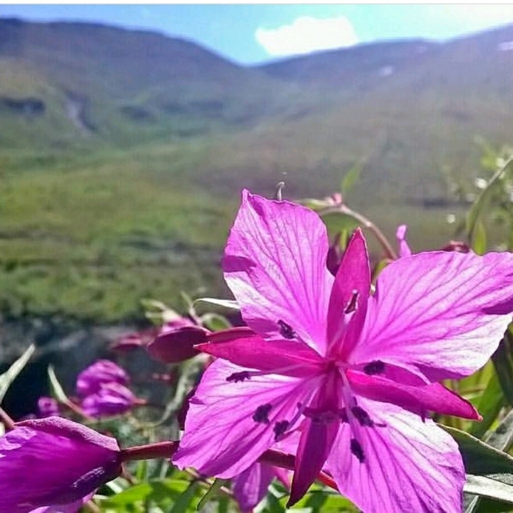 Meet your Posher, Jolene