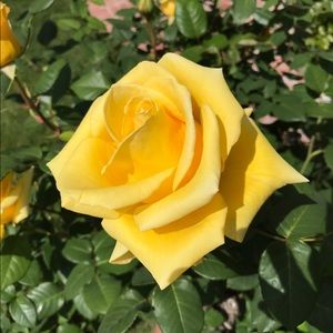 Meet your Posher, Vered