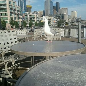 Meet your Posher, Teddy