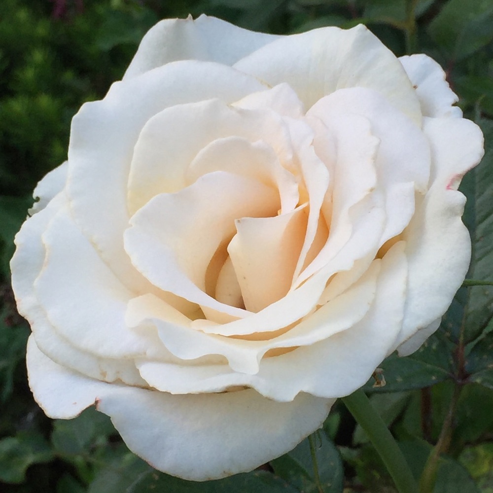 Meet your Posher, Glenda