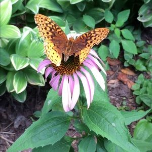 Meet your Posher, Teresa