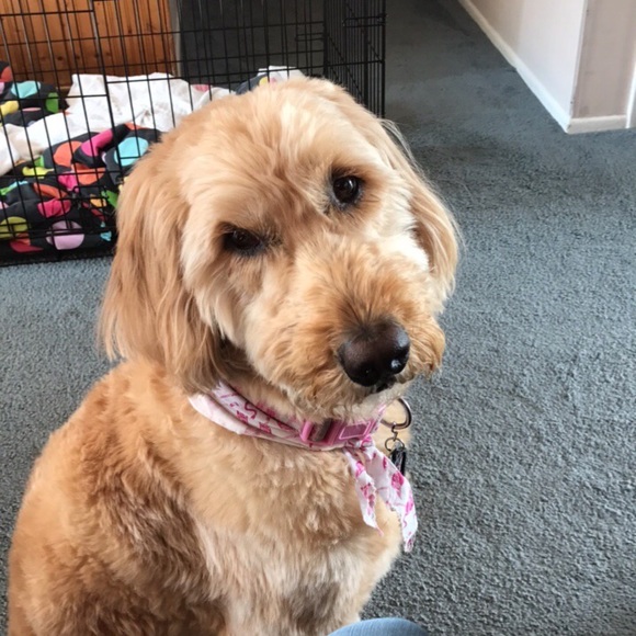 Meet your Posher, Haylie - Picture 1 of 1