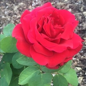 Meet your Posher, Eva