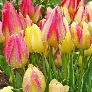 Meet your Posher, Robin