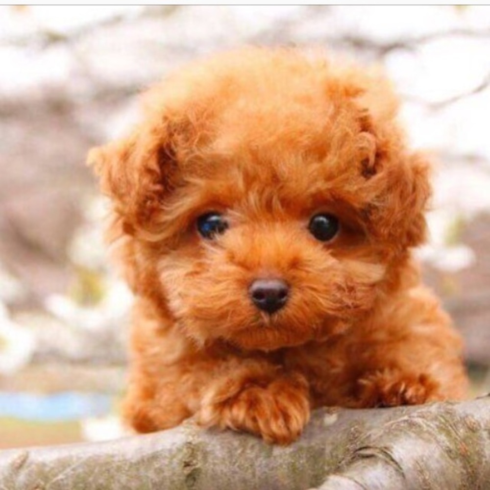 Meet your Posher, Renee