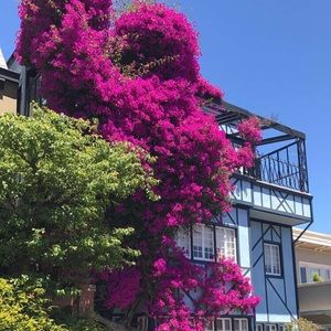 Meet your Posher, Dorsa