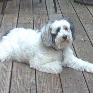 Meet your Posher, Shannon