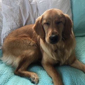 Meet your Posher, Abby