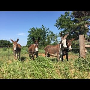 Meet your Posher, Donna