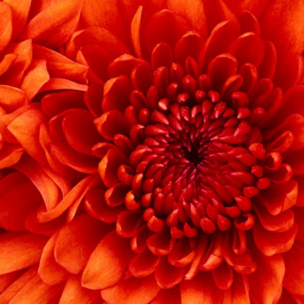 Meet your Posher, Gretchen