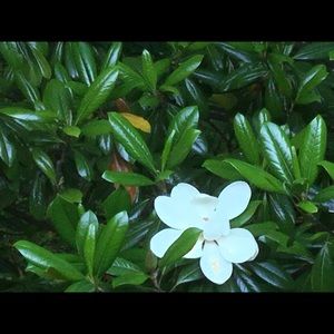 Meet your Posher, Carol