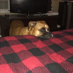 Meet your Posher, Wyatt