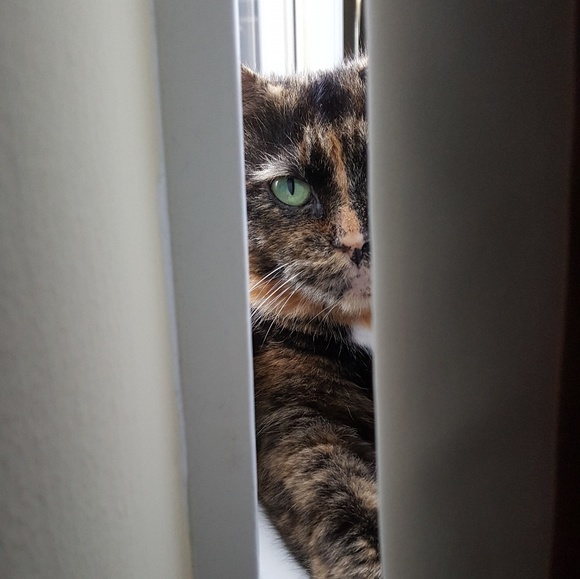 Meet your Posher, Jennifer - Picture 3 of 3