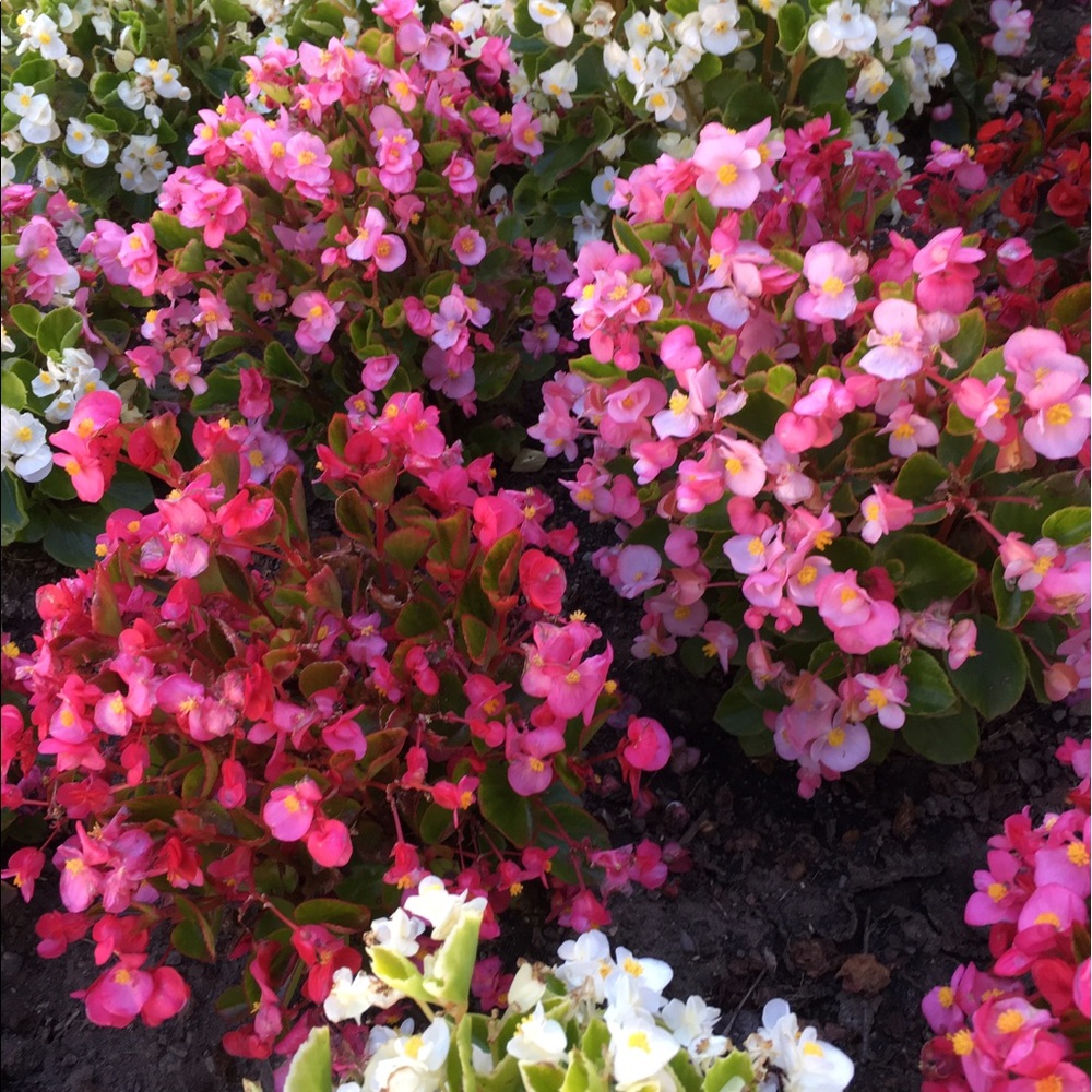 Meet your Posher, Blue