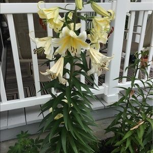 Meet your Posher, Grace