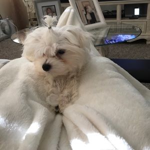 Meet your Posher, Neia