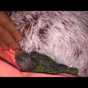 Meet your Posher, Serenity