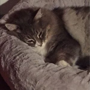 Meet your Posher, Annie