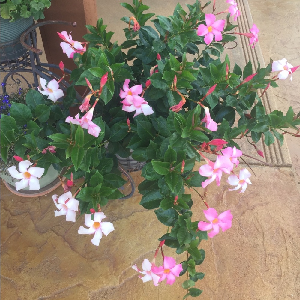 Meet your Posher, Joann