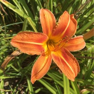 Meet your Posher, Caitlyn