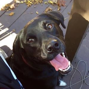 Meet your Posher, Sydney