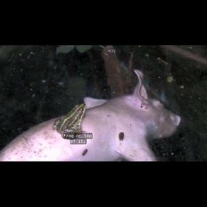 Meet your Posher, Heath