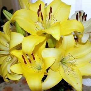 Meet your Posher, Nelly