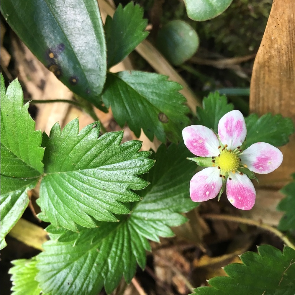 Meet your Posher, Jessi