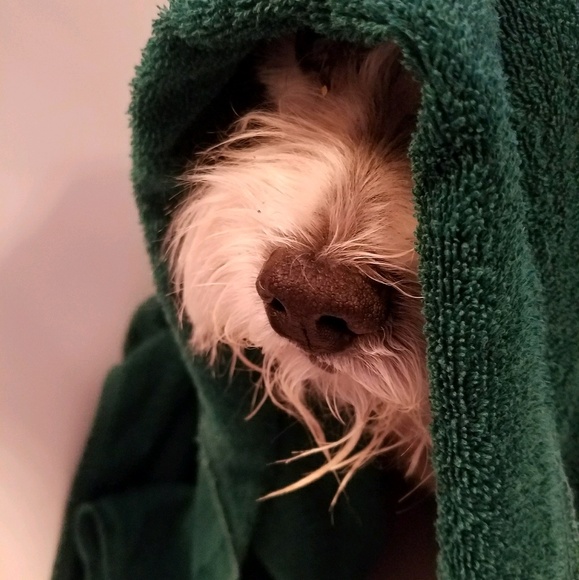 Meet your Posher, Raisha - Picture 1 of 1