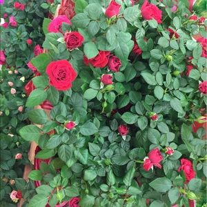 Meet your Posher, Job