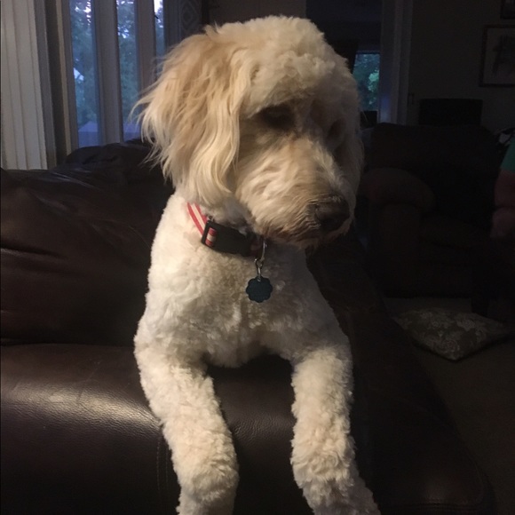 Meet your Posher, Ashley - Picture 1 of 1