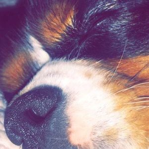 Meet your Posher, Riley