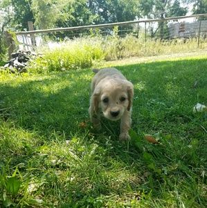 Meet your Posher, Sheri jo