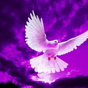 Meet your Posher, Ivette