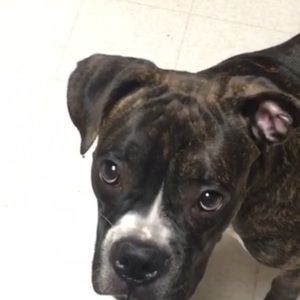 Meet your Posher, Haley