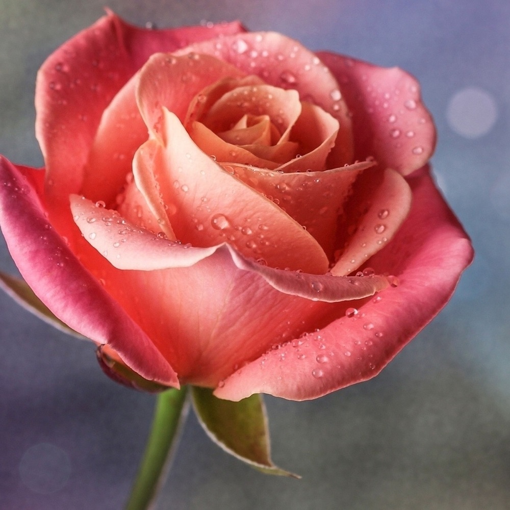 Meet your Posher, Ellarose