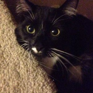 Meet your Posher, Daphne