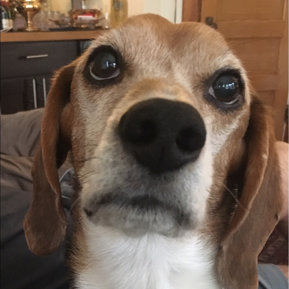 Meet your Posher, Abby