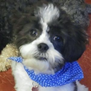 Meet your Posher, Renee