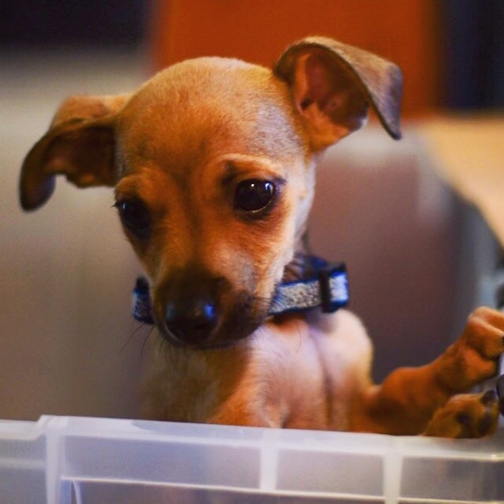 Meet your Posher, Kellie