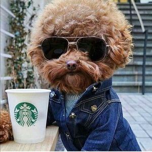 Meet your Posher, Izzie