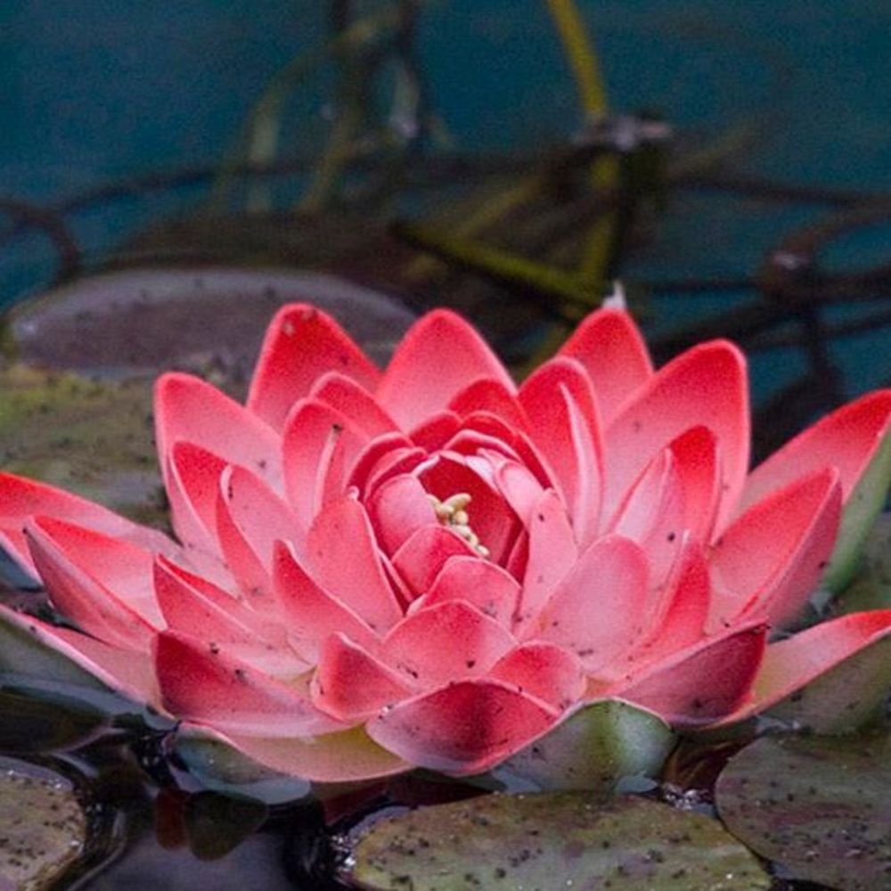 Meet your Posher, Leah