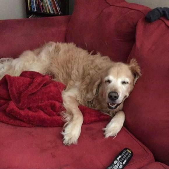 Meet your Posher, Darian - Picture 1 of 1