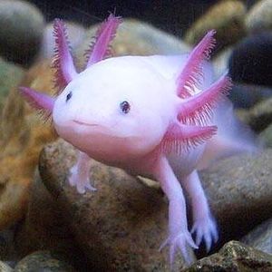 Meet your Posher, Lawrence