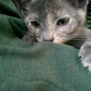 Meet your Posher, Samara