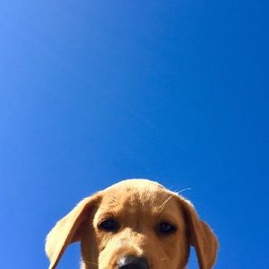 Meet your Posher, Hendra