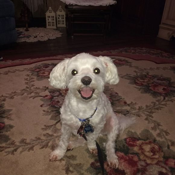 Meet your Posher, Leah - Picture 1 of 1