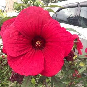 Meet your Posher, Cassandra