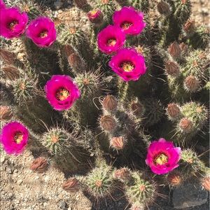 Meet your Posher, Bella