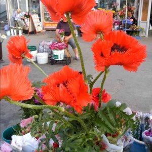 Meet your Posher, Lada